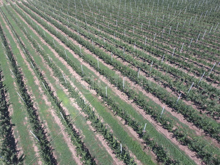 Аэросъемка. Ряды яблоневых деревьев в саду 