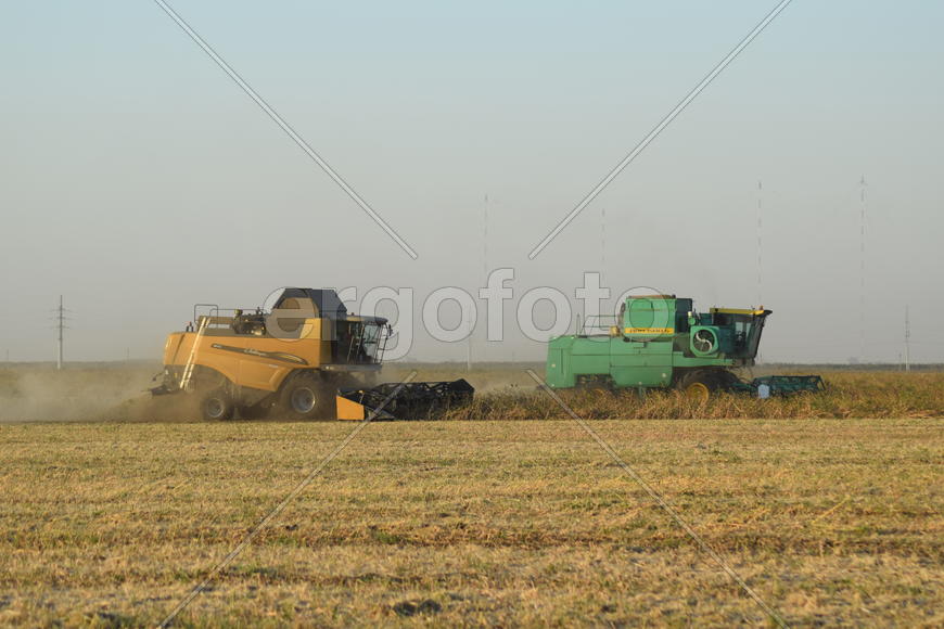 Soy harvesting by combines in the field. Agricultural machinery in operation.