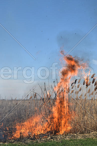 Burning dry grass and reeds. Cleaning the fields and ditches of the thickets of dry grass
