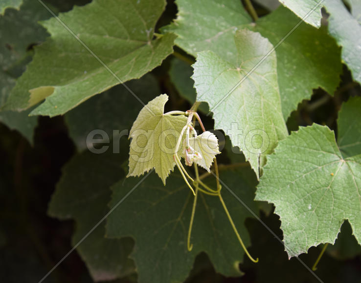 Молодые побеги лозы.