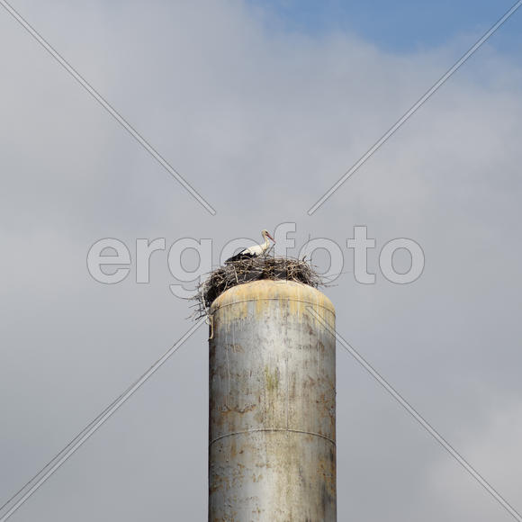 Stork on a roof of a water tower. Stork nest