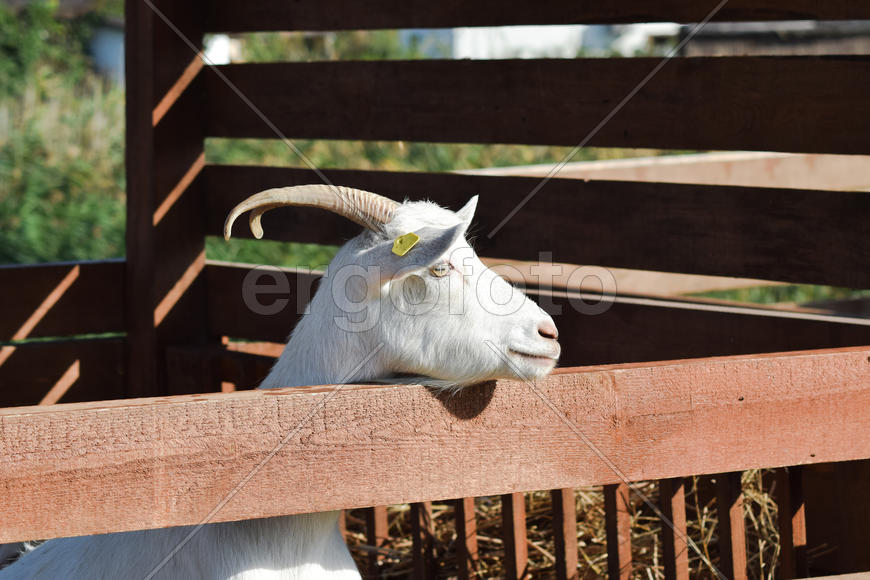 Белая коза в стойле 