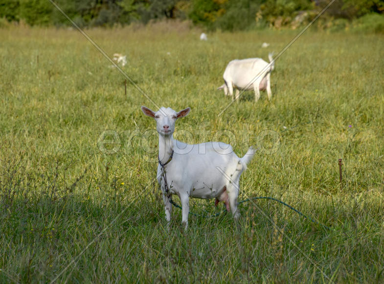 Goats grazing in the meadow. White goat dairy cattle eating grass in a pasture.