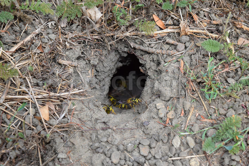 Log into the slot vespula vulgaris. Wormhole leading to the hornet's nest in the ground