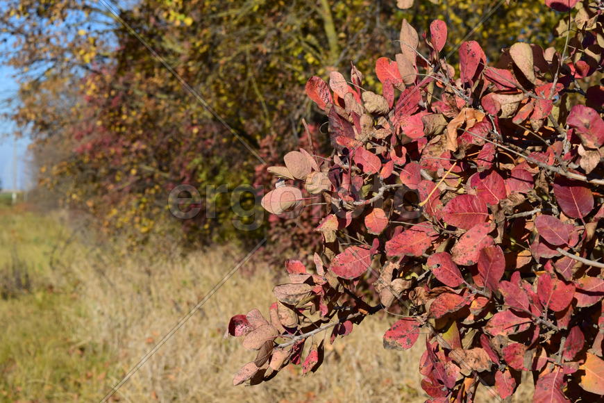 Autumn red color of leaves of cotinus coggygria. Paints of fall