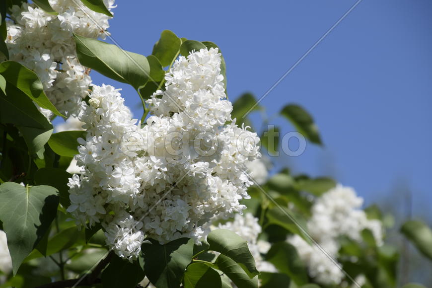 Цветы сирени на фоне зеленой листвы 