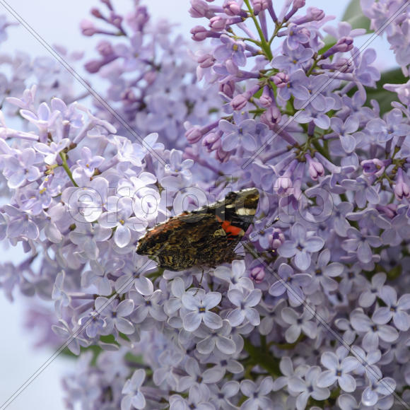 Бабочка крапивница на цветке сирени 