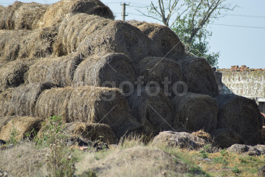 The Haystacks in the field. Summer haymaking