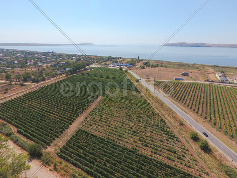 Виноградники с высоты птичьего полета. Вид сверху на сад.