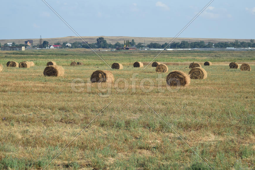 The Haystacks in the field. Summer haymaking