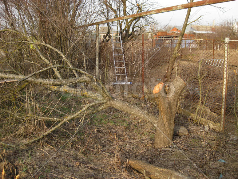 Stump felled plums. Clearing the infield. Felled the trees. Annual rings