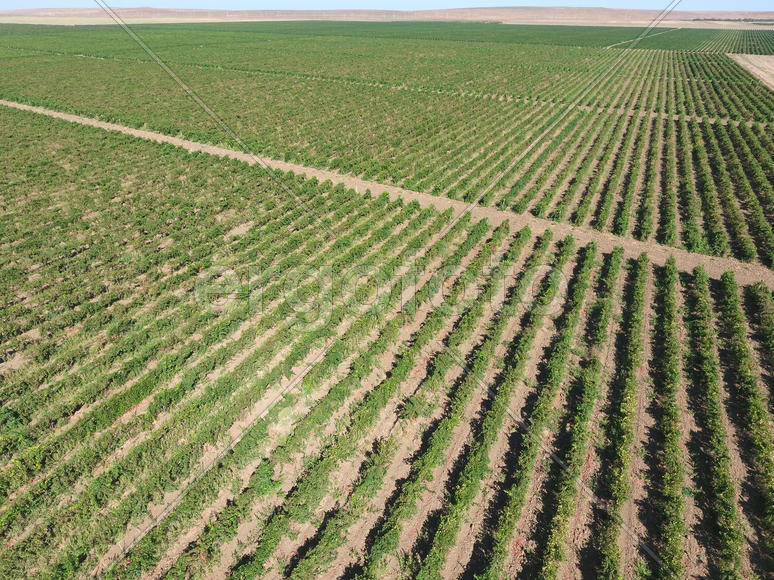 Виноградники с высоты птичьего полета. Вид сверху на сад.