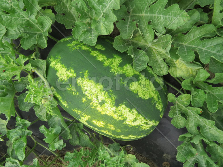 The growing water-melon in the field. Cultivation of melon cultures