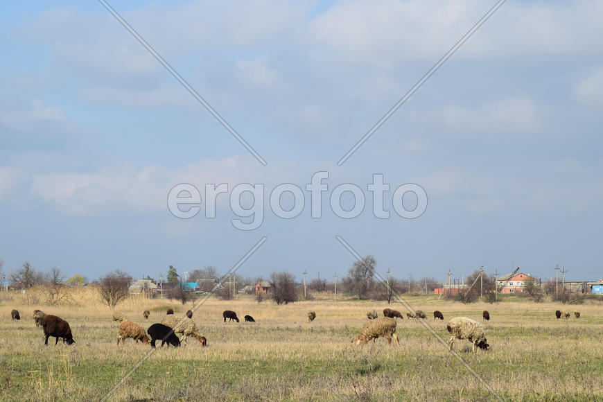 Sheep in the pasture. Grazing sheep herd in the spring field near the village. Sheep of different