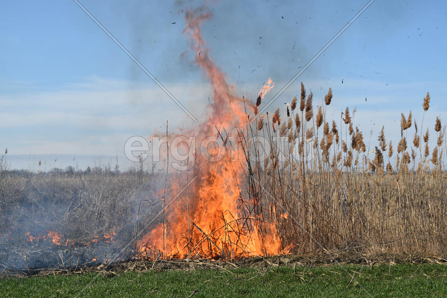 Burning dry grass and reeds. Cleaning the fields and ditches of the thickets of dry grass