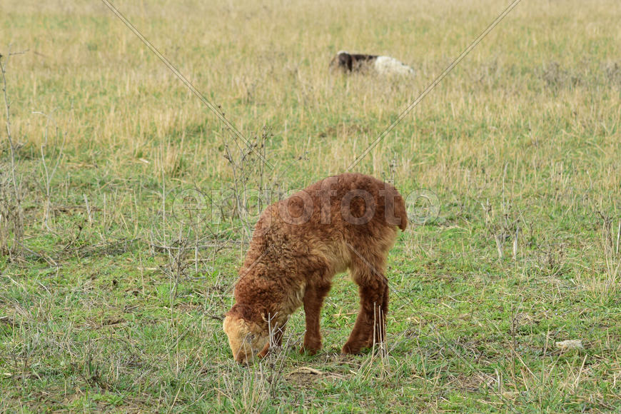 Sheep in the pasture. Grazing sheep herd in the spring field near the village. Sheep of different