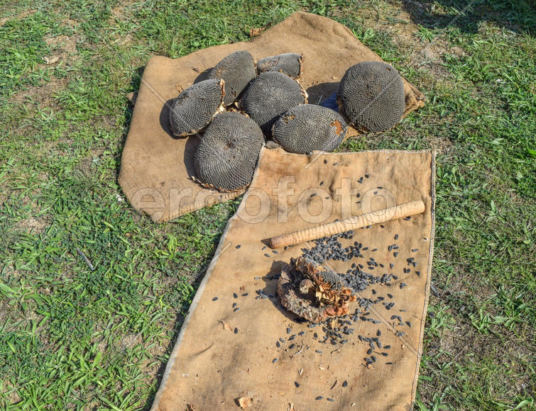 Семена подсолнуха и палочка для выбивания семян. Уборка семян подсолнечника.
