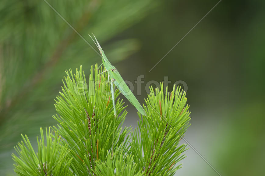 Хвойная Саранча