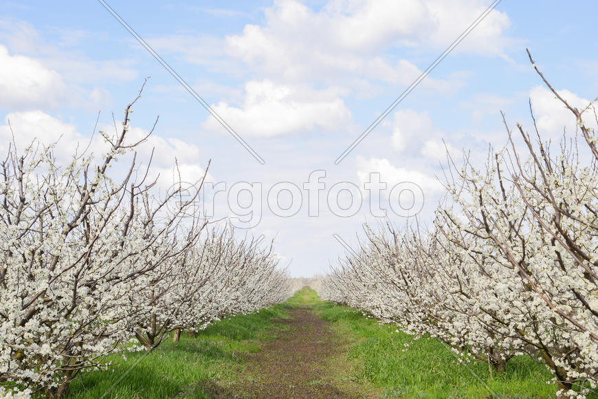Flowering plum garden. Farm garden in spring