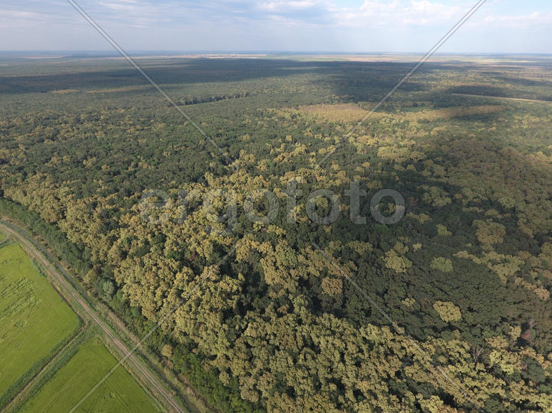 Красный лес. Пейзаж с высоты птичьего полета.