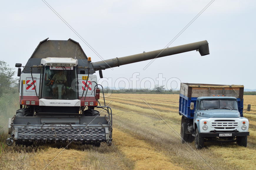 Unloading grain from a combine into a truck. Agricultural machinery for harvesting from the fields.