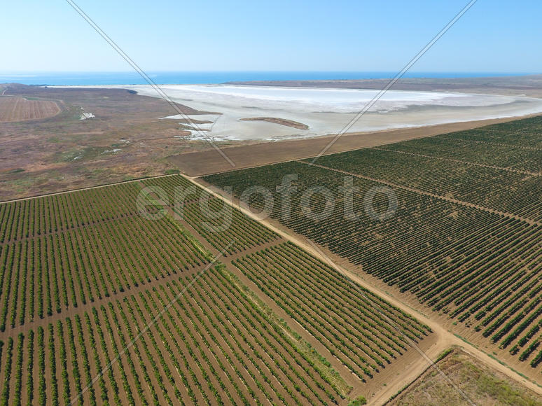 Виноградники возле соленого озера. Вид сверху.