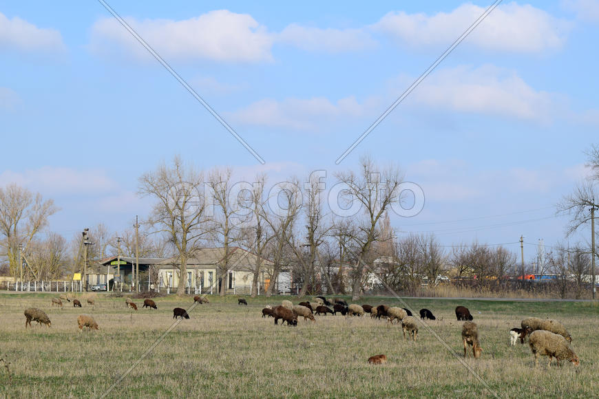 Sheep in the pasture. Grazing sheep herd in the spring field near the village. Sheep of different