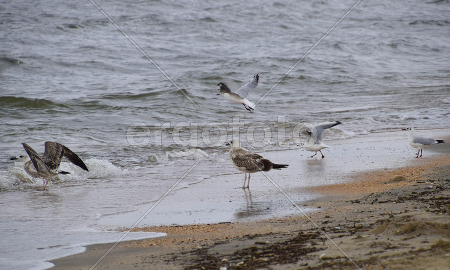 Чайка на берегу пляжа 