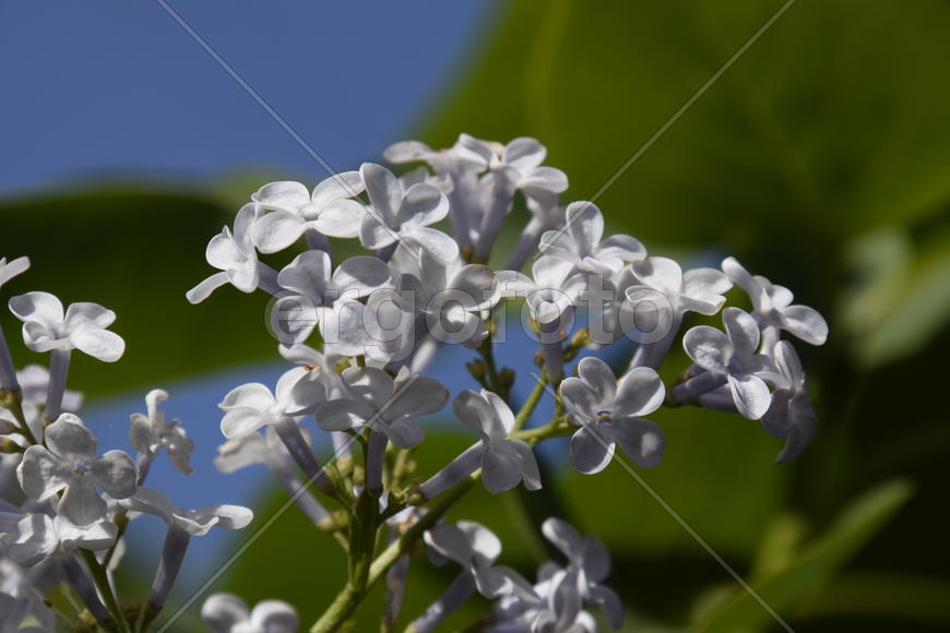 Цветы сирени на фоне зеленой листвы 