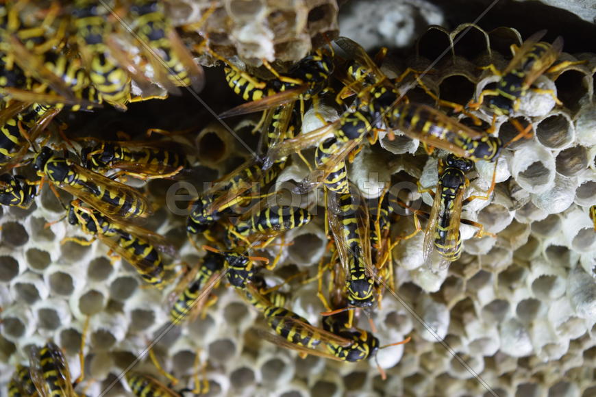 Осинный улей. Осиное гнездо с осами