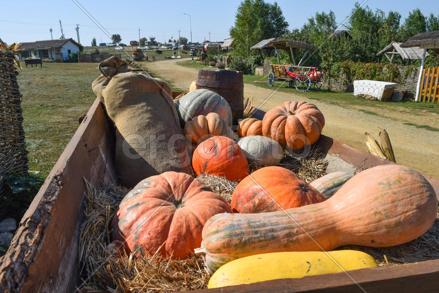 Тыквы в телеге на соломенной подстилке 