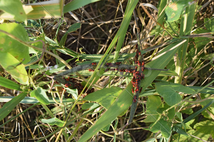Firebugs mating and walking backwards. Spring nature fire bug red insects macro. Red bugs