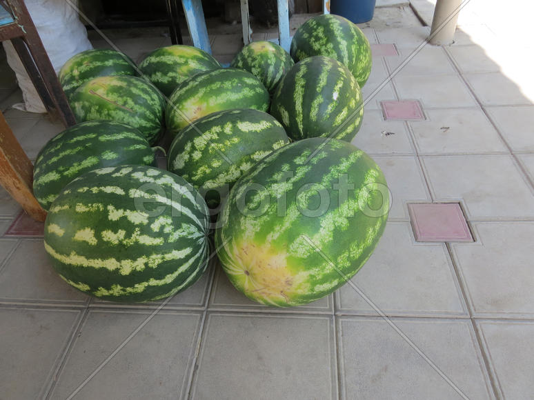 The harvest of watermelons in the yard on the tile. The fruits of watermelon           