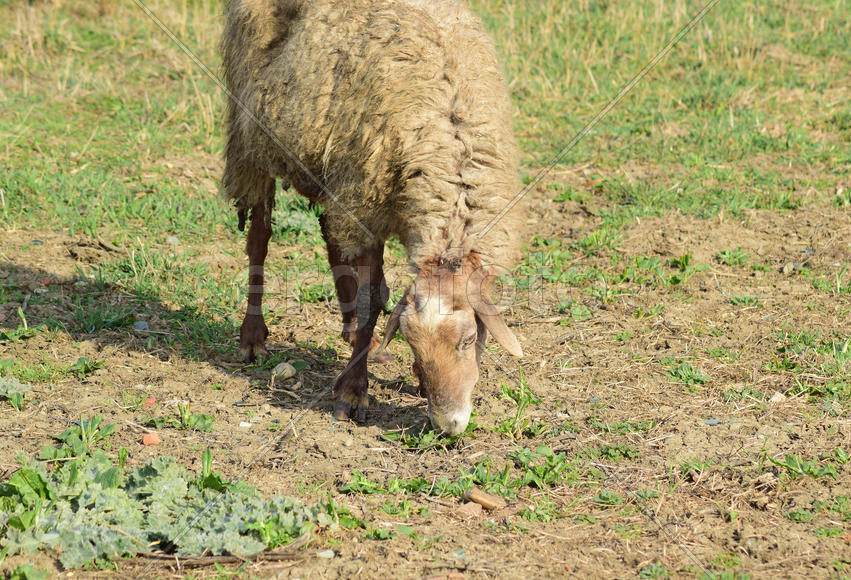 Sheep in the pasture. Grazing sheep herd in the spring field near the village. Sheep of different