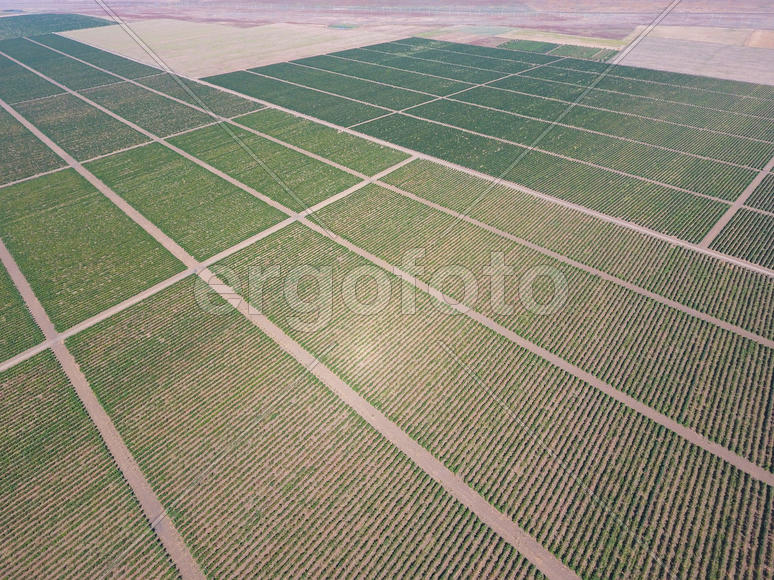 Виноградники с высоты птичьего полета. Вид сверху на сад.