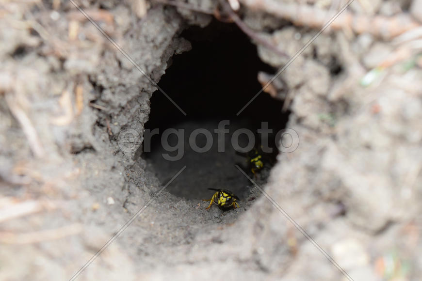 Log into the slot vespula vulgaris. Wormhole leading to the hornet's nest in the ground