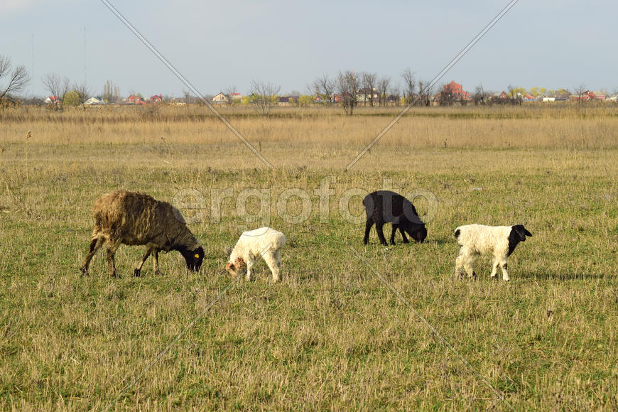 Sheep in the pasture. Grazing sheep herd in the spring field near the village. Sheep of different