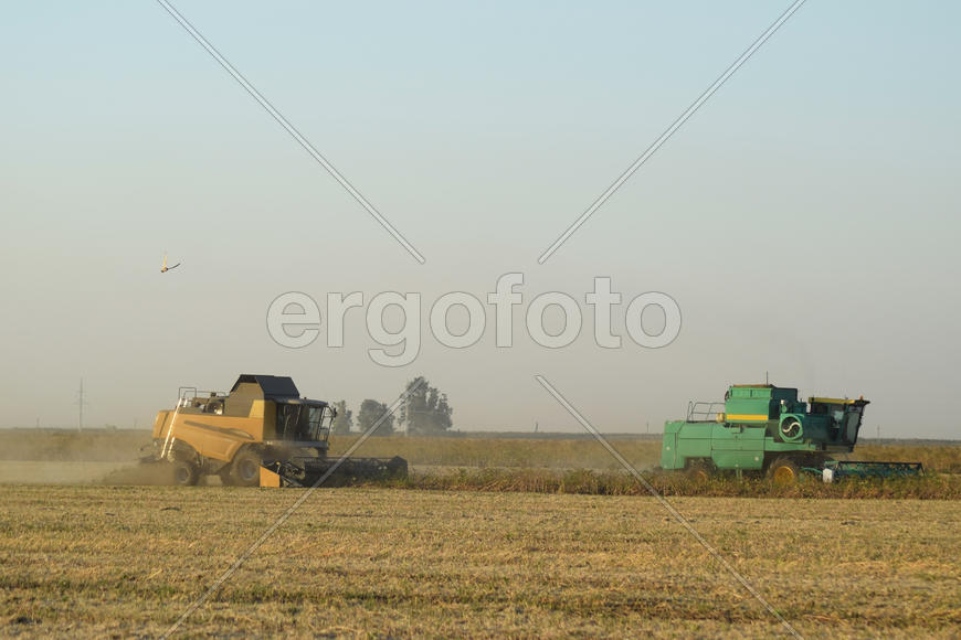Soy harvesting by combines in the field. Agricultural machinery in operation.