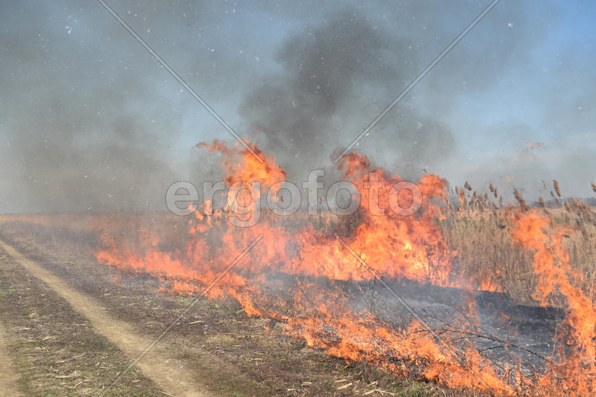 Burning dry grass and reeds. Cleaning the fields and ditches of the thickets of dry grass
