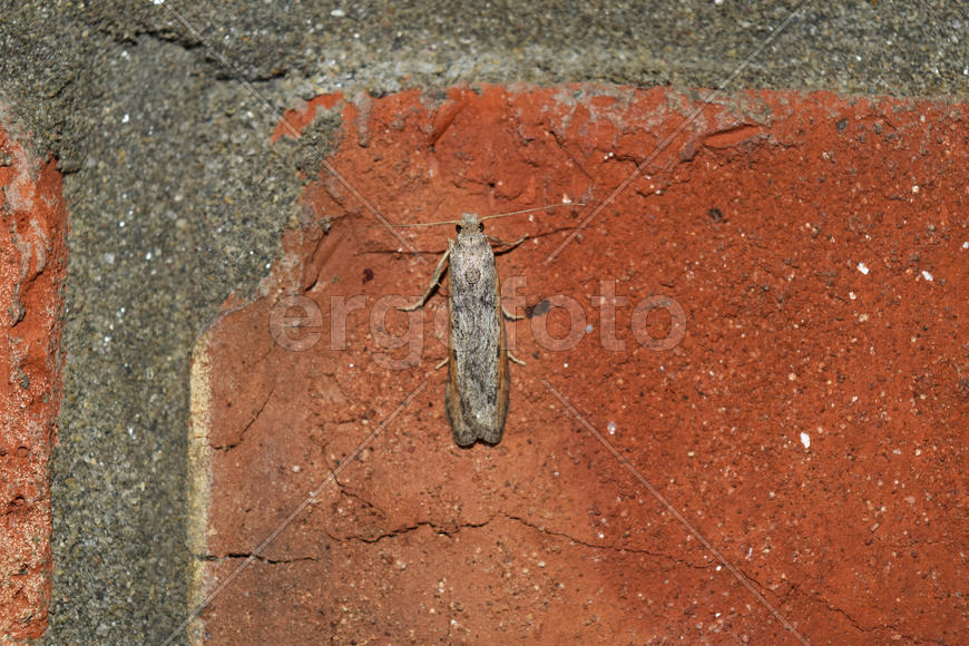 Насекомое на кирпичной стене