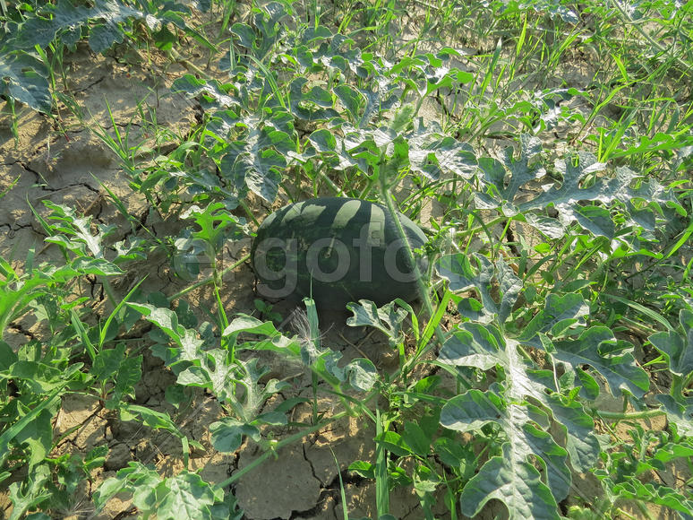 The growing water-melon in the field. Cultivation of melon cultures