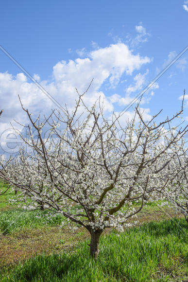Flowering plum garden. Farm garden in spring
