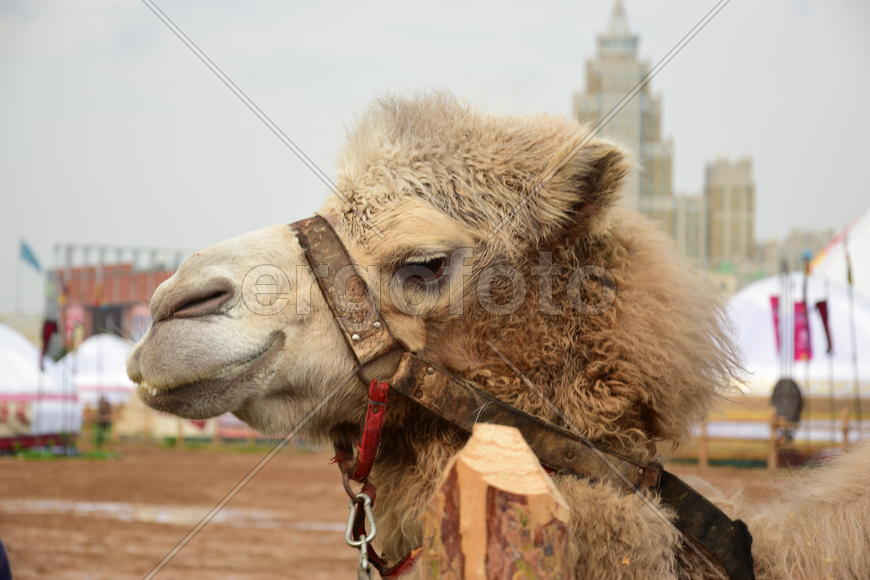 Запряженный коричневый верблюд для езды верхом 