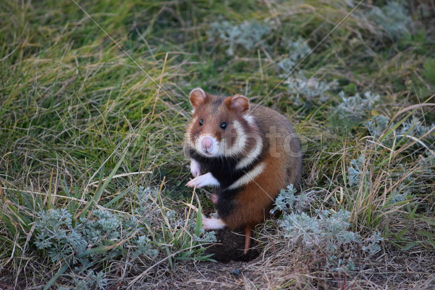 Дикий лесной хомяк на опушке 