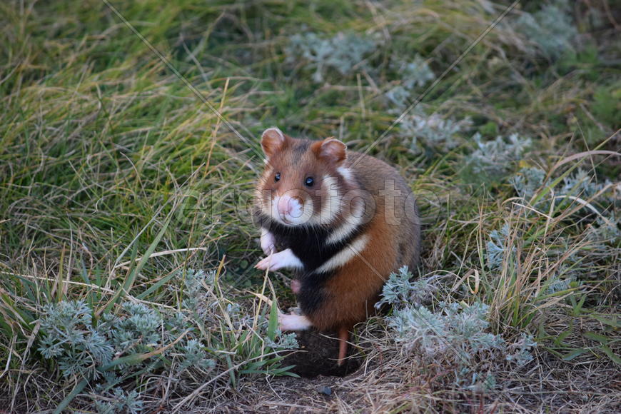 Дикий лесной хомяк на опушке 