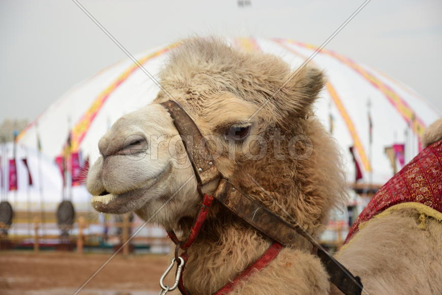 Запряженный коричневый верблюд для езды верхом 