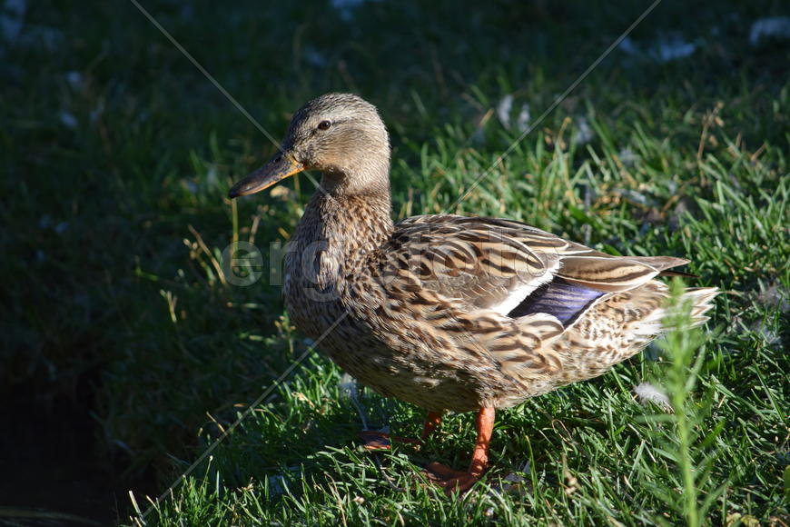 Дикие птицы плавающие по воде 