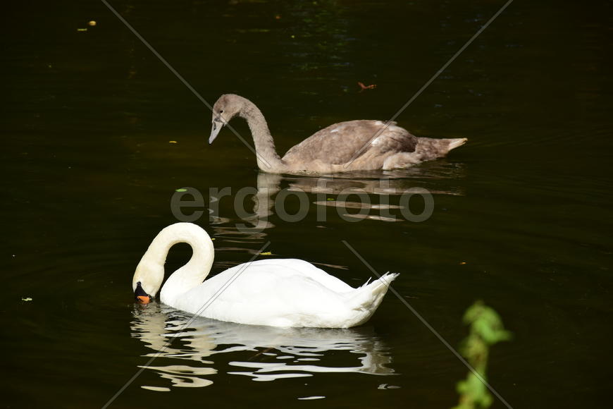 Дикие птицы 