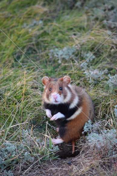 Дикий лесной хомяк на опушке 