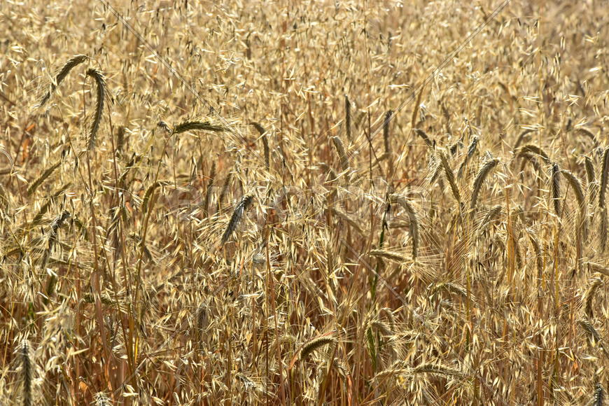 Фон, пшеничное поле 